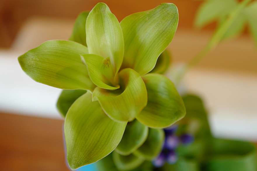L1070115plants.jpg