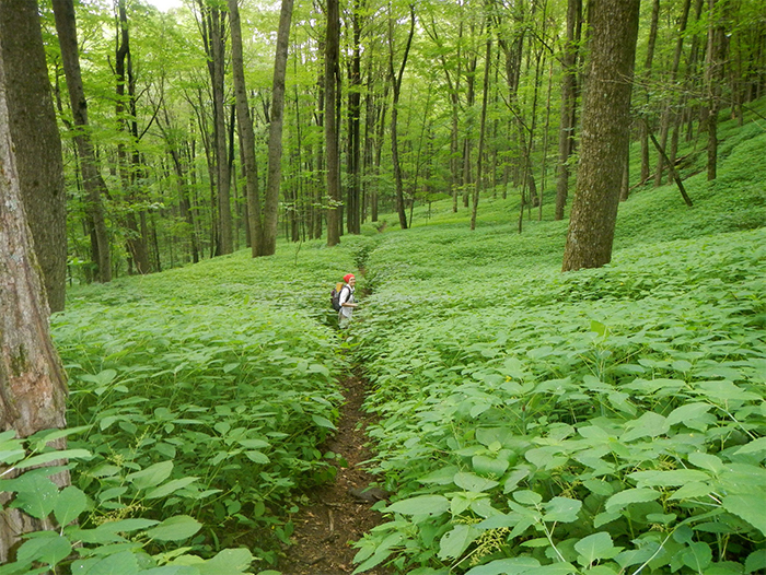 Section-Appalachian-National-Scenic-Trail-Massachusetts-Berkshire.jpg