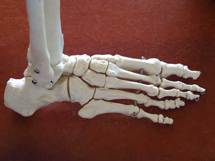 足の骨格
