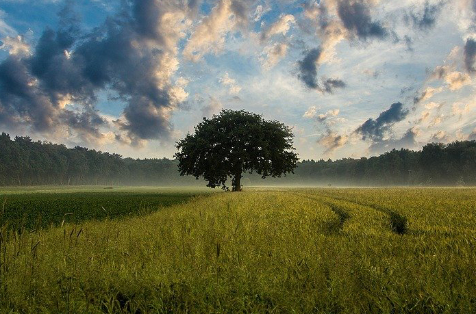 【書評】NATURE FIX ~ 自然が最高の脳をつくる ~